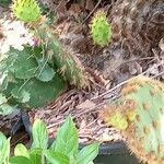 Opuntia aciculata Агульны выгляд