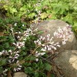 Heuchera elegans Habitat