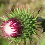 Carduus nigrescens Flower