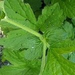 Geum macrophyllum Foglia