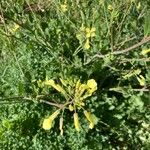 Brassica barrelieri Fleur