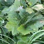 Rodgersia podophylla 葉