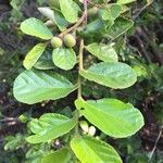 Grewia hexamita Leaf