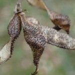 Adenocarpus complicatus Fruchs