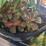 Fittonia albivenisLeaf