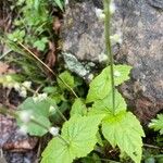 Mitella diphylla Folha