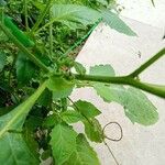 Solanum nigrum Плід