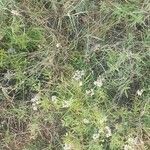 Helichrysum glumaceum Fleur