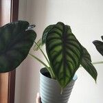 Alocasia baginda Лист