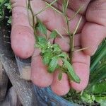 Cardamine bonariensis Leaf