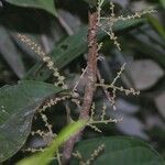 Alchornea latifolia Other