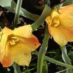 Tulipa linifolia Flower