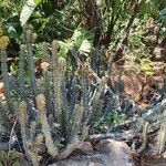 Euphorbia graciliramea आदत