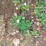 Mibora minima Flower