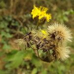 Hieracium virgultorum Frucht