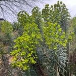 Euphorbia × martini Leaf