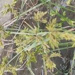 Cyperus iria Yaprak