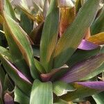 Tradescantia spathacea ഇല