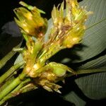 Hylaeanthe unilateralis Fruto