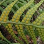 Polypodium vulgare Лист