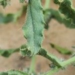 Gastrocotyle hispida Ліст