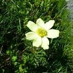 Anemone baldensis Flower