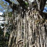 Ficus virens Bark