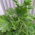 Pelargonium graveolensList