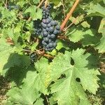 Vitis vinifera 果實