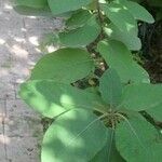 Cordia boissieri List