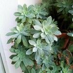 Sedum palmeri ഇല