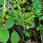 Inula conyza Flor