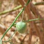 Capparis decidua Fruit