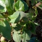 Pulmonaria obscura Leaf