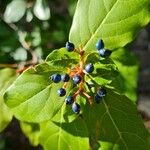 Viburnum rigidum Frukt