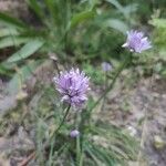 Allium schoenoprasumFlower