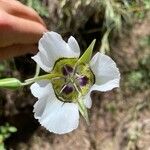 Calochortus gunnisonii Λουλούδι