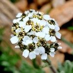 Achillea nana Кветка