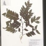 Tessmannia lescrauwaetii Sonstige