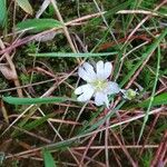 Cerastium alpinum Çiçek