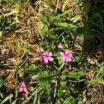 Oxalis articulataBlodyn