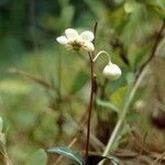 Chimaphila maculata Tervik taim