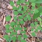 Thalictrum dioicum Folio