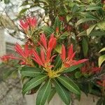 Pieris japonica പുഷ്പം