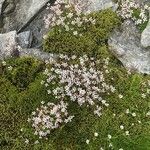 Arenaria purpurascens 花