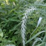 Elymus canadensis Fruit