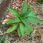 Phytolacca americanaFolla