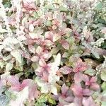 Cyathula prostrata Blatt