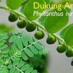 Phyllanthus niruri ᱥᱟᱠᱟᱢ