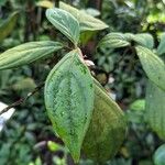 Medinilla venosa Blad